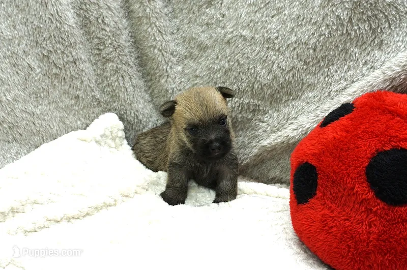 Freya – Cairn Terrier puppy for sale in West Plains, MO