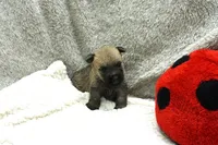 Freya, a female Cairn Terrier for sale in West Plains, MO – 1 of 3