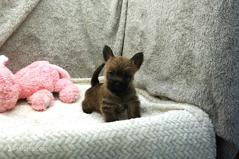 Freesia – Cairn Terrier puppy for sale in West Plains, MO
