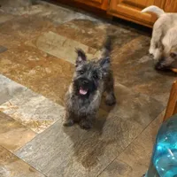 Dexton, a male Cairn Terrier for sale in West Plains, MO – Photo 1 of 3