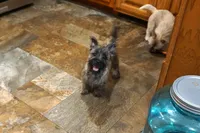 Dexton, a male Cairn Terrier for sale in West Plains, MO – Photo 1 of 3