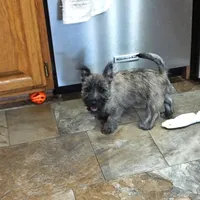 Dexton, a male Cairn Terrier for sale in West Plains, MO – Photo 3 of 3