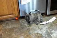 Dexton, a male Cairn Terrier for sale in West Plains, MO – Photo 3 of 3