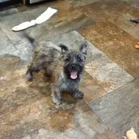 Dexton, a male Cairn Terrier for sale in West Plains, MO – Photo 2 of 3