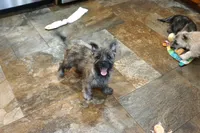 Dexton, a male Cairn Terrier for sale in West Plains, MO – Photo 2 of 3