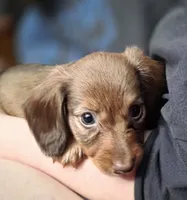 Butter, a female Miniature Dachshund for sale in Maricopa, AZ – 4 of 7