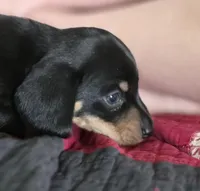 Jelly, a male Miniature Dachshund for sale in Maricopa, AZ – Photo 2 of 8