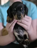Jelly, a male Miniature Dachshund for sale in Maricopa, AZ – Photo 5 of 8