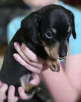 Jelly, a male Miniature Dachshund for sale in Maricopa, AZ – Photo 4 of 8