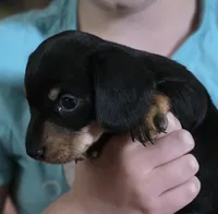 Jelly, a male Miniature Dachshund for sale in Maricopa, AZ – Photo 3 of 8