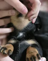 Jelly, a male Miniature Dachshund for sale in Maricopa, AZ – Photo 8 of 8