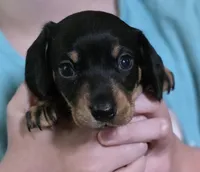 Jelly, a male Miniature Dachshund for sale in Maricopa, AZ – Photo 1 of 8