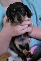 Jelly, a male Miniature Dachshund for sale in Maricopa, AZ – Photo 7 of 8