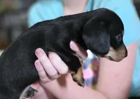 Jelly, a male Miniature Dachshund for sale in Maricopa, AZ – Photo 6 of 8