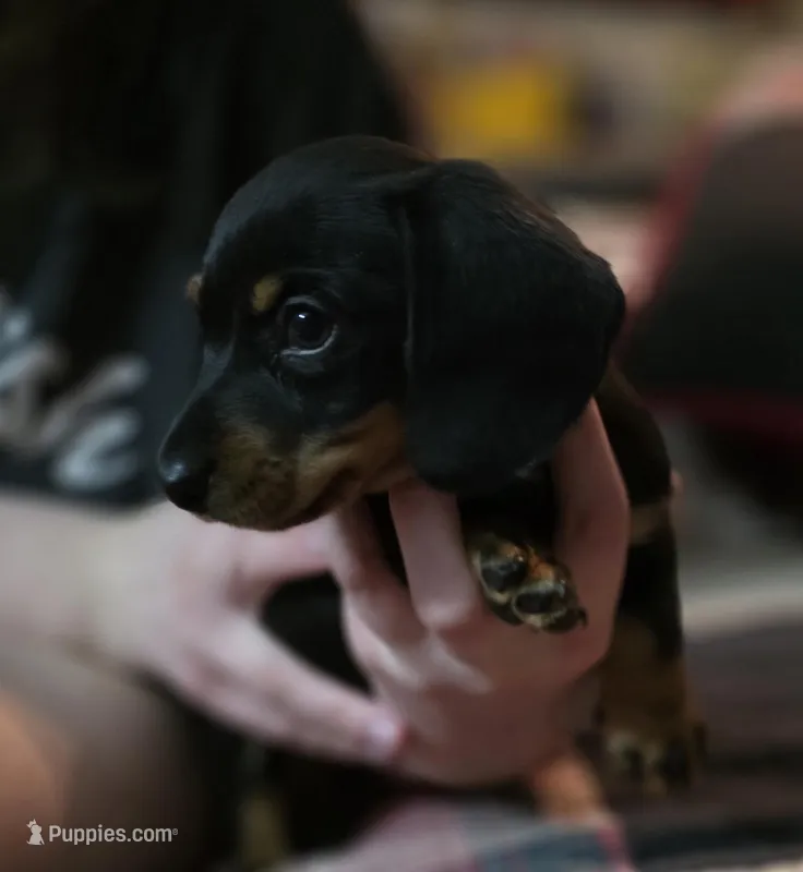 Jelly – Miniature Dachshund puppy on hold in Maricopa, AZ