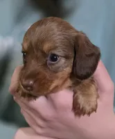 Butter, a female Miniature Dachshund for sale in Maricopa, AZ – Photo 5 of 5