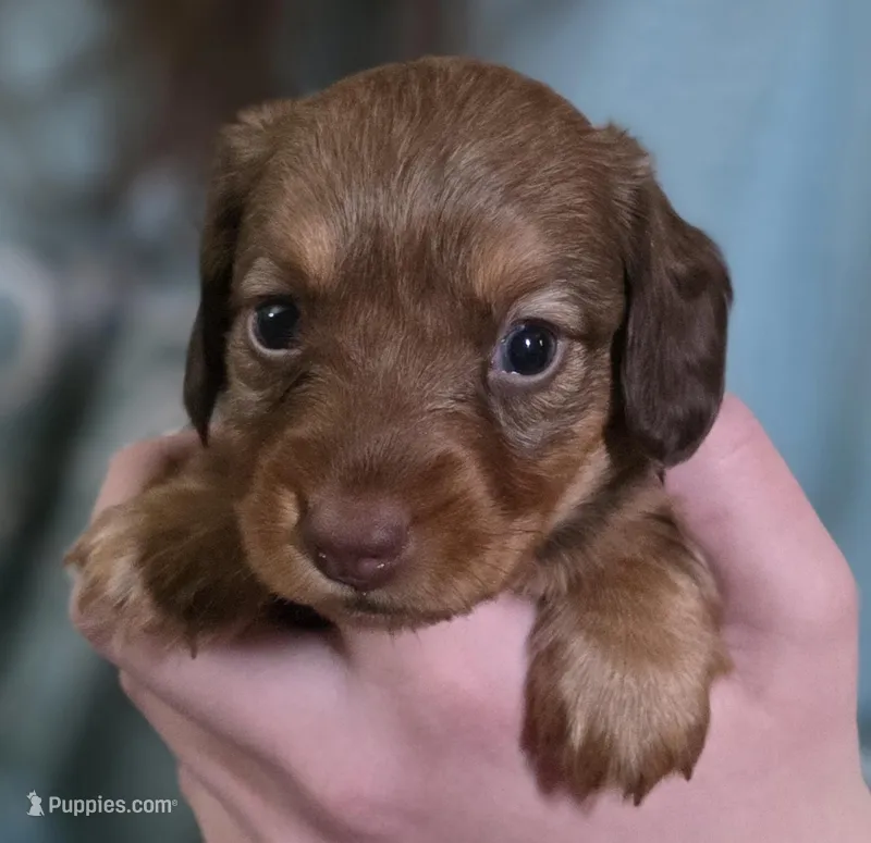 Butter – Miniature Dachshund puppy for sale in Maricopa, AZ