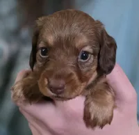 Butter, a female Miniature Dachshund for sale in Maricopa, AZ – Photo 1 of 5