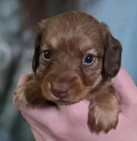 Butter, a female Miniature Dachshund for sale in Maricopa, AZ – Photo 4 of 5
