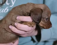 Butter, a female Miniature Dachshund for sale in Maricopa, AZ – Photo 2 of 5