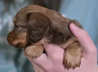 Butter, a female Miniature Dachshund for sale in Maricopa, AZ – Photo 3 of 5