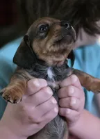 Muffin, a male Miniature Dachshund for sale in Maricopa, AZ – Photo 5 of 7
