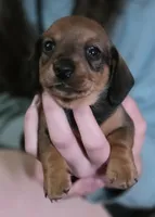 Muffin, a male Miniature Dachshund for sale in Maricopa, AZ – Photo 3 of 7