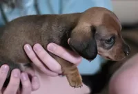 Muffin, a male Miniature Dachshund for sale in Maricopa, AZ – Photo 6 of 7