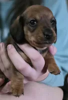 Muffin, a male Miniature Dachshund for sale in Maricopa, AZ – Photo 4 of 7