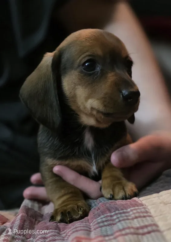 Muffin – Miniature Dachshund puppy for sale in Maricopa, AZ