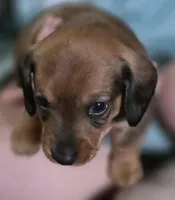 Muffin, a male Miniature Dachshund for sale in Maricopa, AZ – Photo 2 of 7