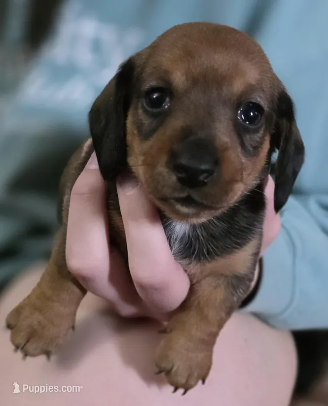 Muffin – Miniature Dachshund puppy for sale in Maricopa, AZ