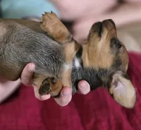 Muffin, a male Miniature Dachshund for sale in Maricopa, AZ – Photo 7 of 7