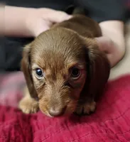 Butter, a female Miniature Dachshund for sale in Maricopa, AZ – 3 of 7