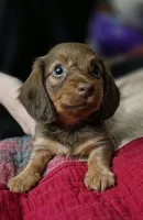 Butter, a female Miniature Dachshund for sale in Maricopa, AZ – 6 of 7