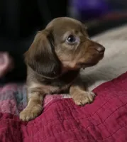 Butter, a female Miniature Dachshund for sale in Maricopa, AZ – 7 of 7