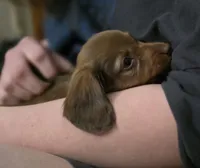 Butter, a female Miniature Dachshund for sale in Maricopa, AZ – 2 of 7