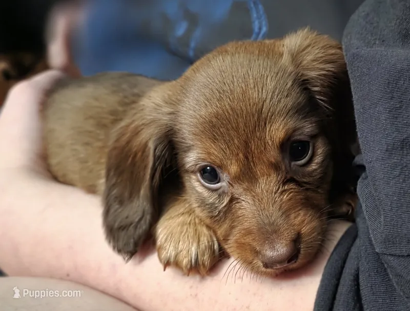 Butter – Miniature Dachshund puppy for sale in Maricopa, AZ