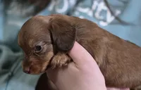 Peanut, a female Miniature Dachshund for sale in Maricopa, AZ – Photo 2 of 9