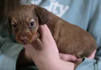 Peanut, a female Miniature Dachshund for sale in Maricopa, AZ – Photo 7 of 9