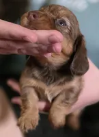 Peanut, a female Miniature Dachshund for sale in Maricopa, AZ – Photo 5 of 9
