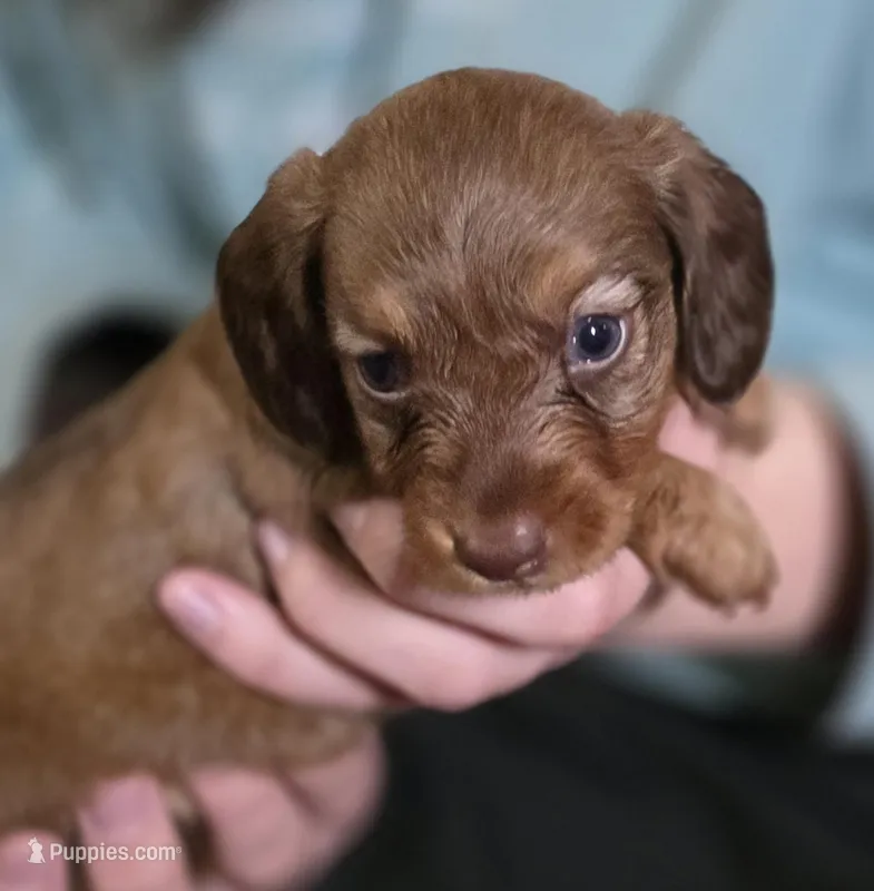 Peanut – Miniature Dachshund puppy for sale in Maricopa, AZ