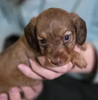 Peanut, a female Miniature Dachshund for sale in Maricopa, AZ – Photo 1 of 9