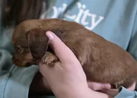 Peanut, a female Miniature Dachshund for sale in Maricopa, AZ – Photo 9 of 9