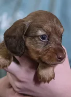 Peanut, a female Miniature Dachshund for sale in Maricopa, AZ – Photo 3 of 9