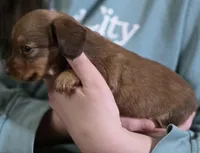 Peanut, a female Miniature Dachshund for sale in Maricopa, AZ – Photo 8 of 9