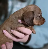 Peanut, a female Miniature Dachshund for sale in Maricopa, AZ – Photo 4 of 9