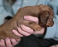 Peanut, a female Miniature Dachshund for sale in Maricopa, AZ – Photo 6 of 9