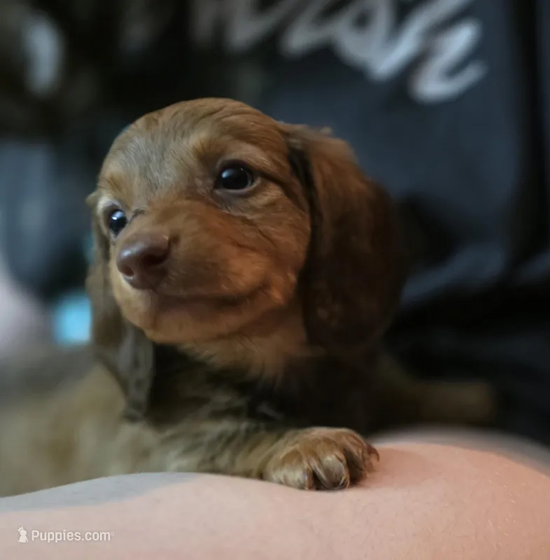 Peanut – Miniature Dachshund puppy for sale in Maricopa, AZ