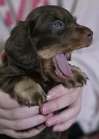 Bailey, a male Miniature Dachshund for sale in Maricopa, AZ – Photo 10 of 10